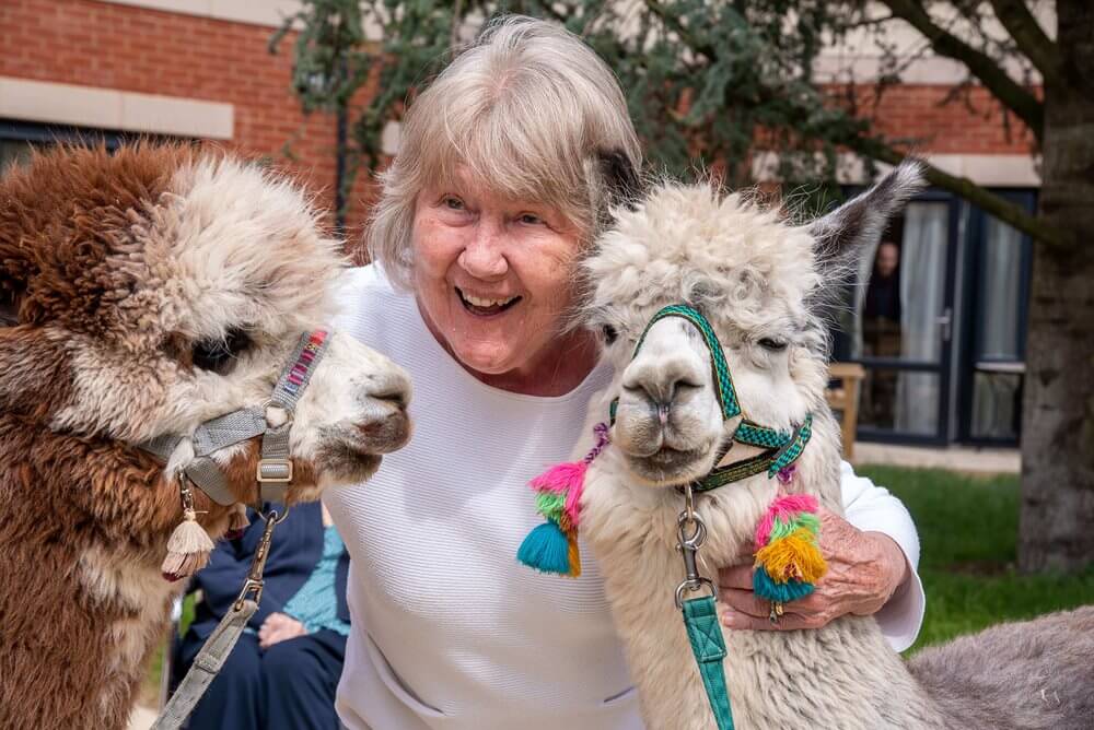 Chichester Grange - chichester alpaca visit